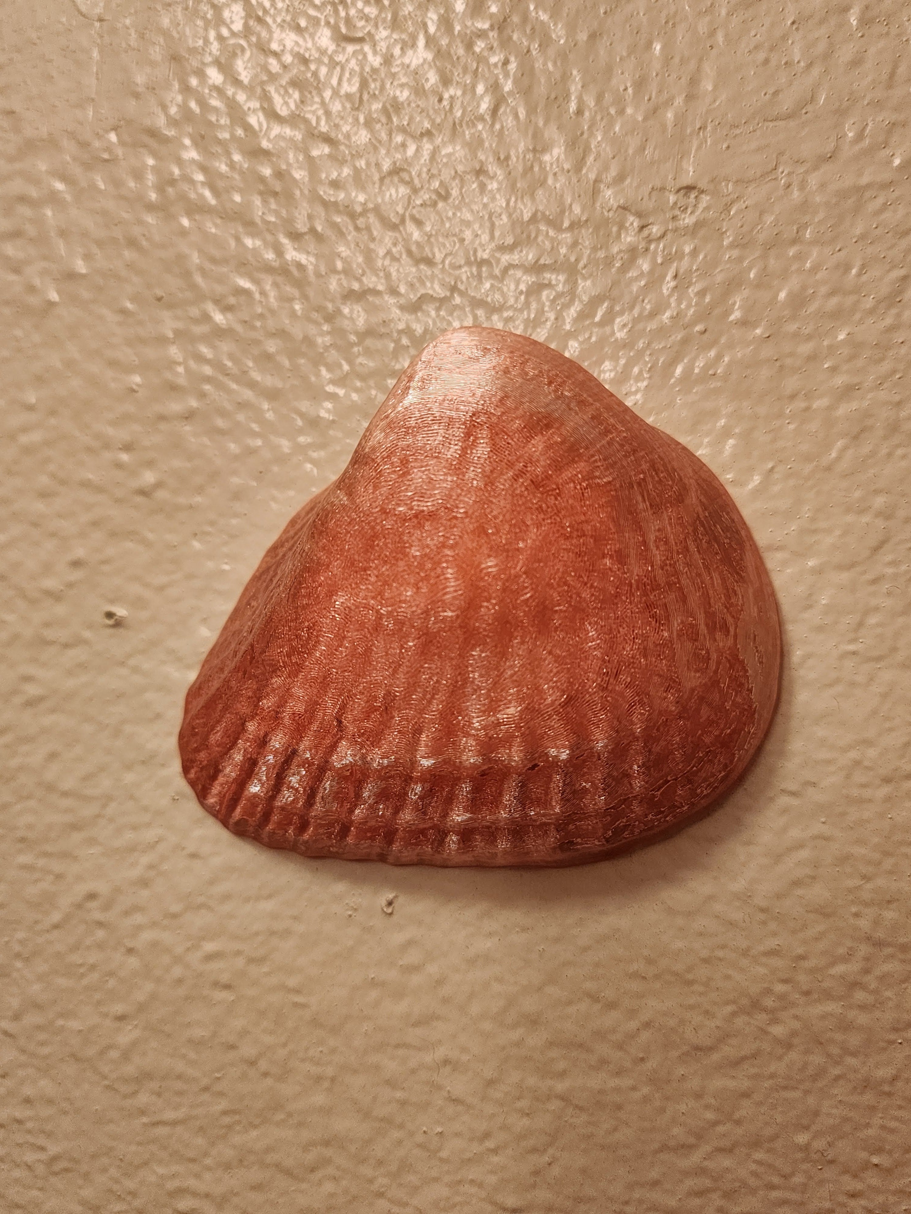 Shell Lights