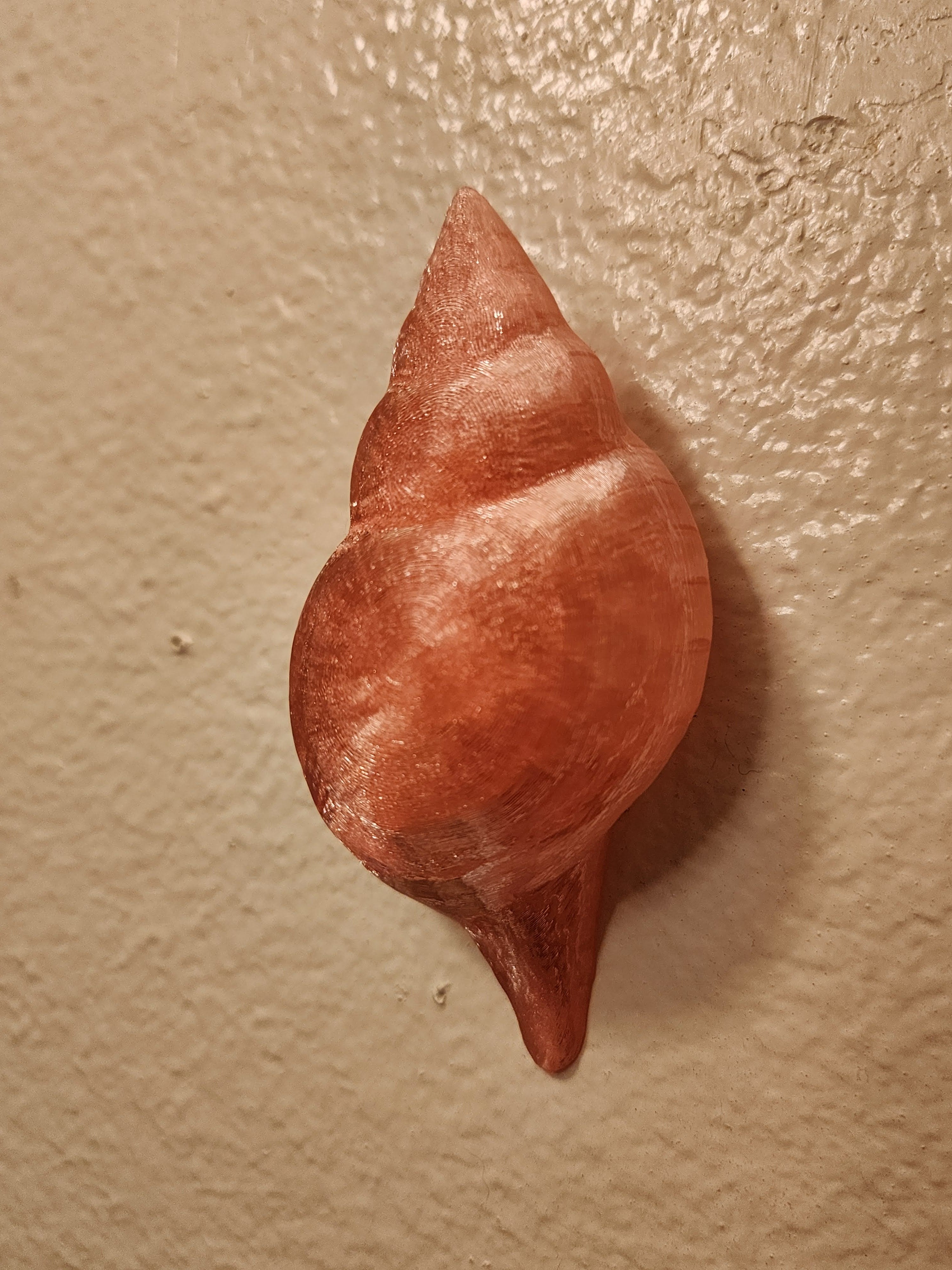 Shell Lights