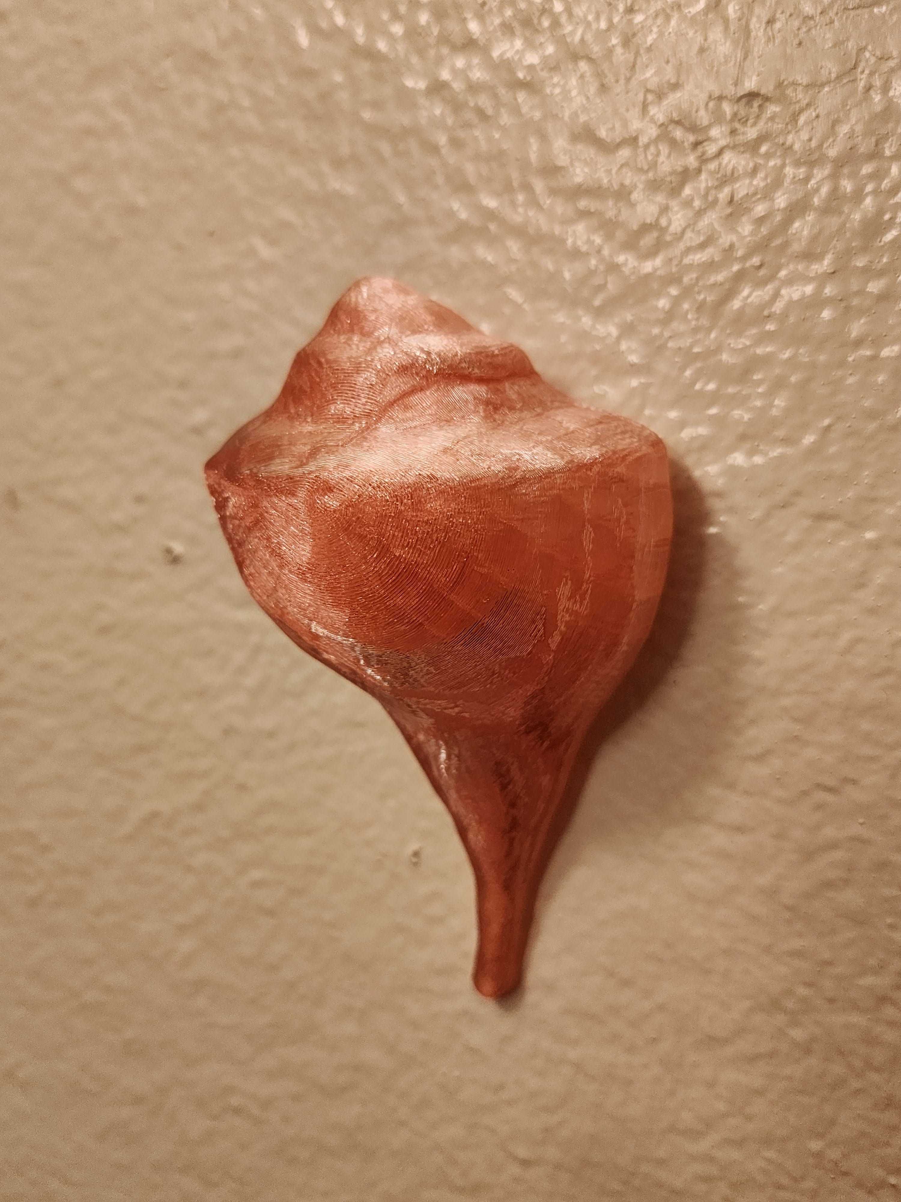 Shell Lights