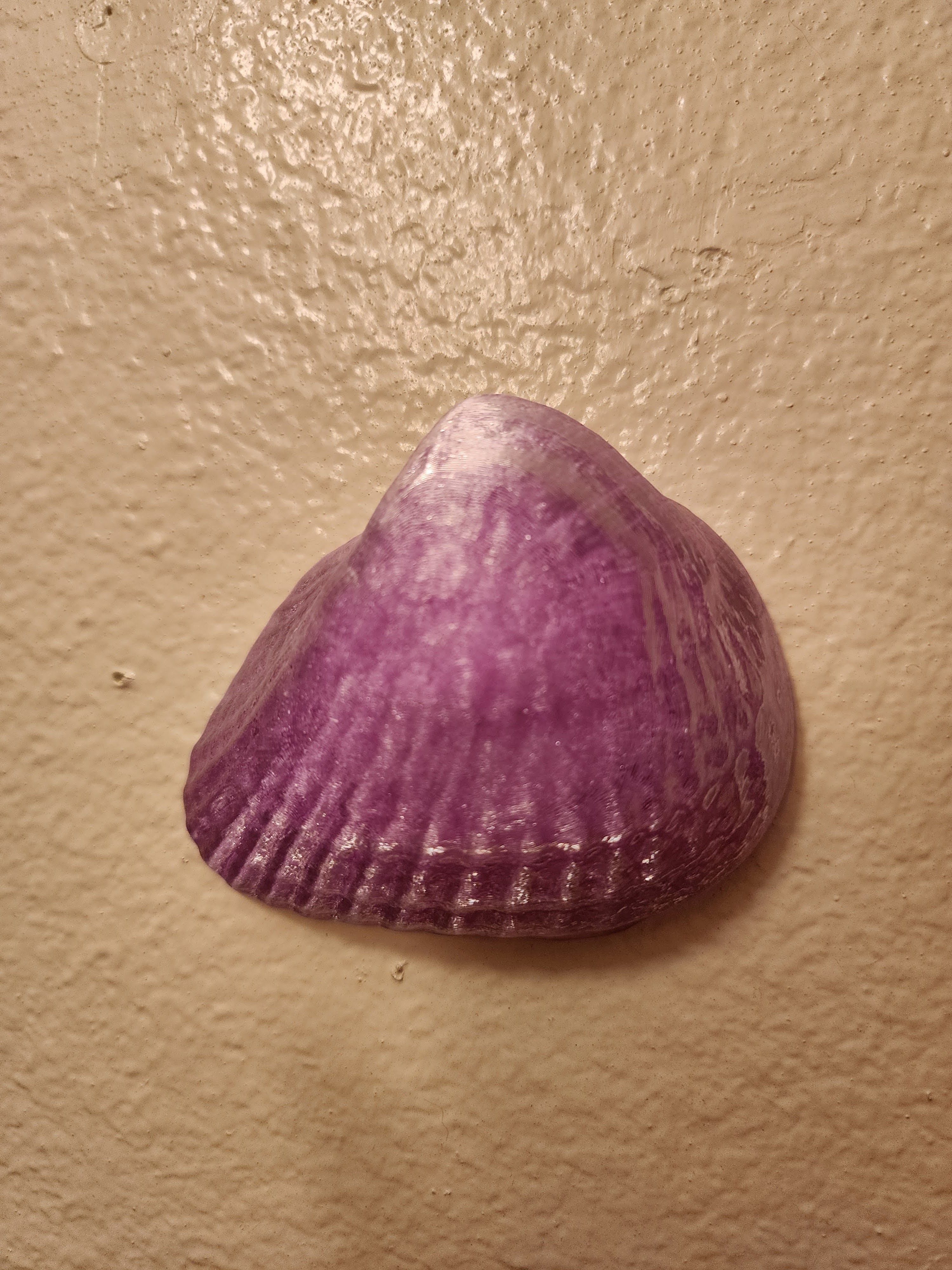 Shell Lights