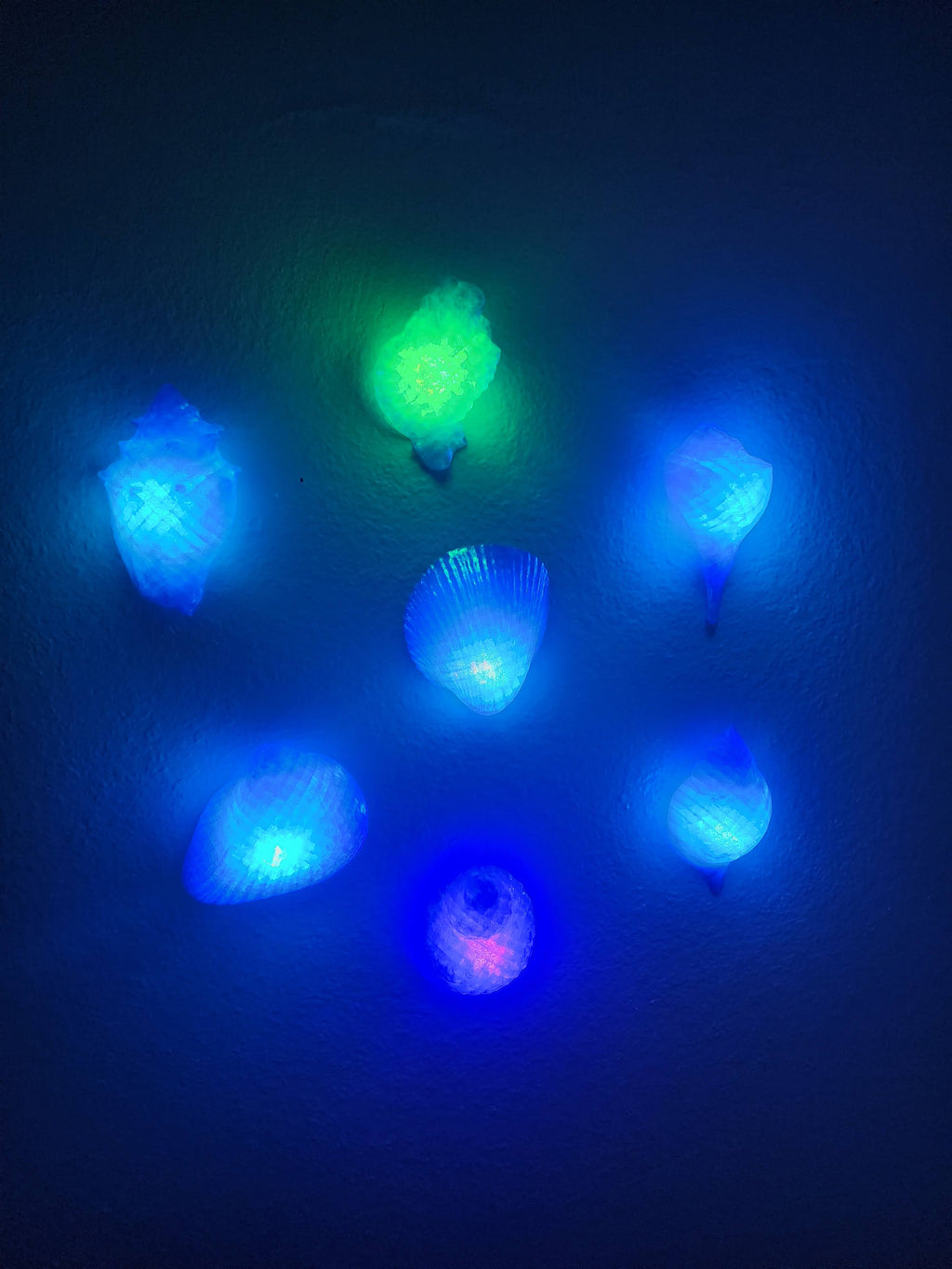 Shell Lights