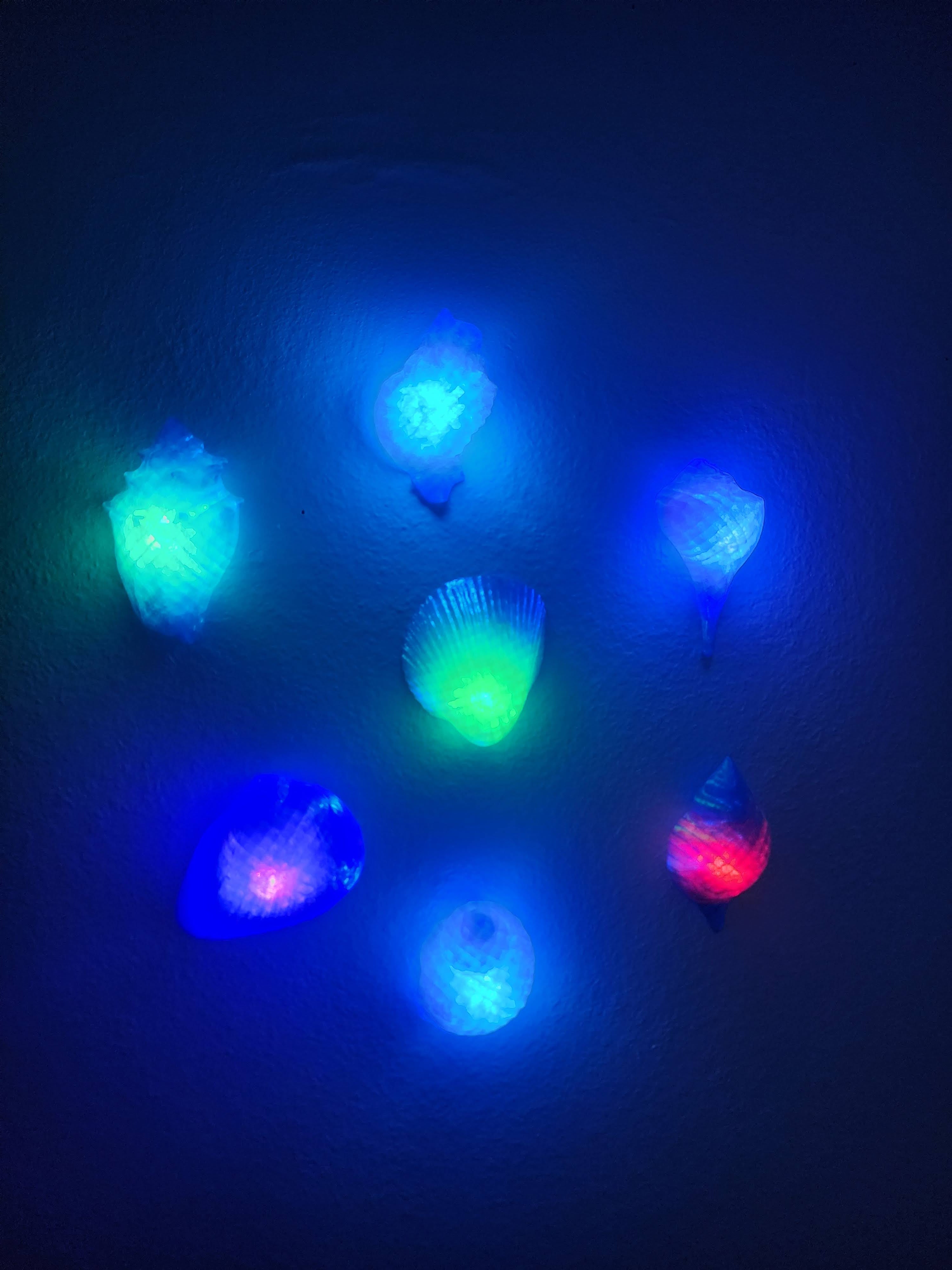Shell Lights