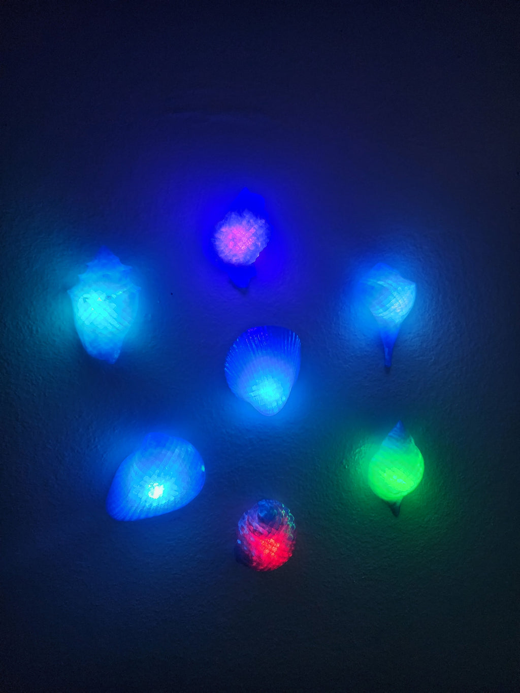 Shell Lights