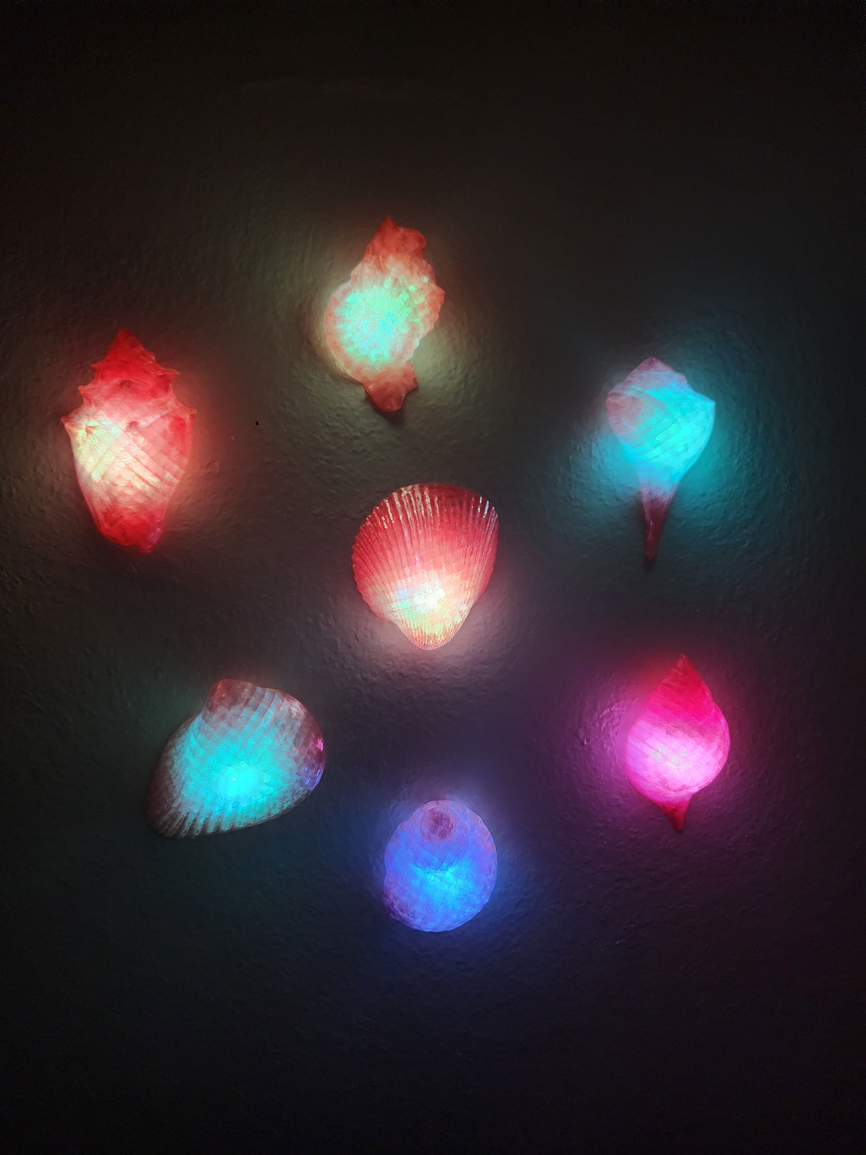 Shell Lights