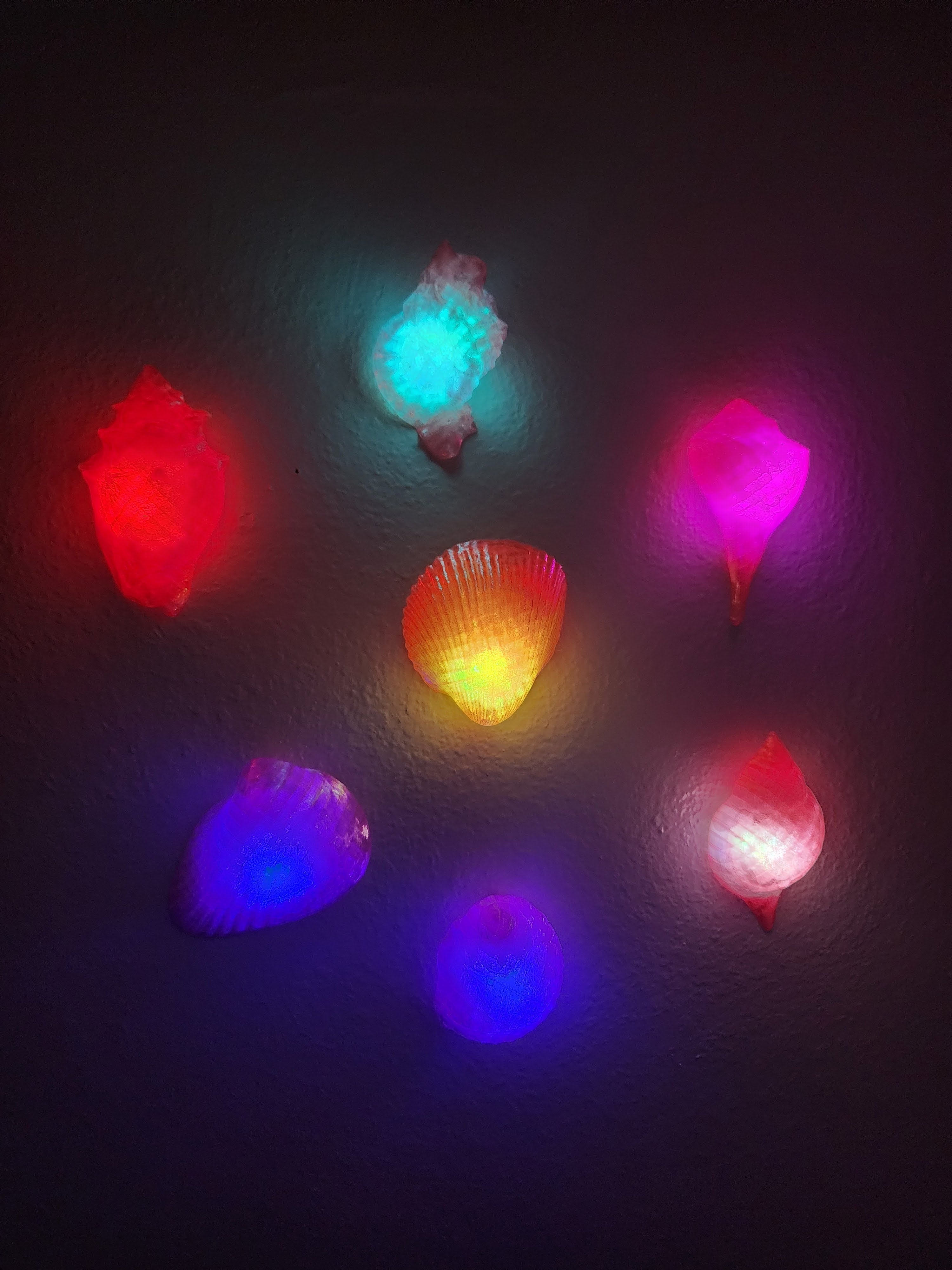 Shell Lights