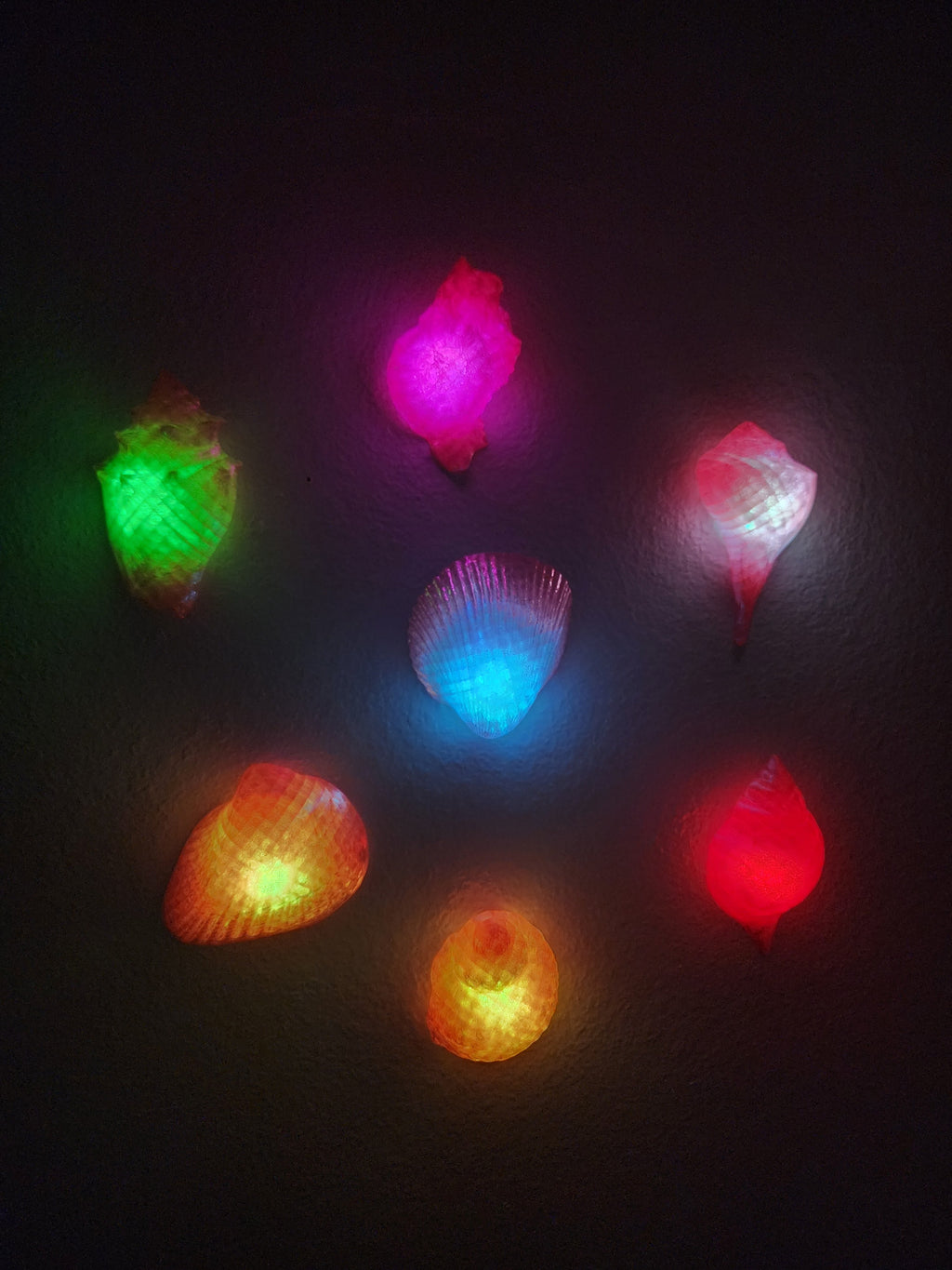 Shell Lights