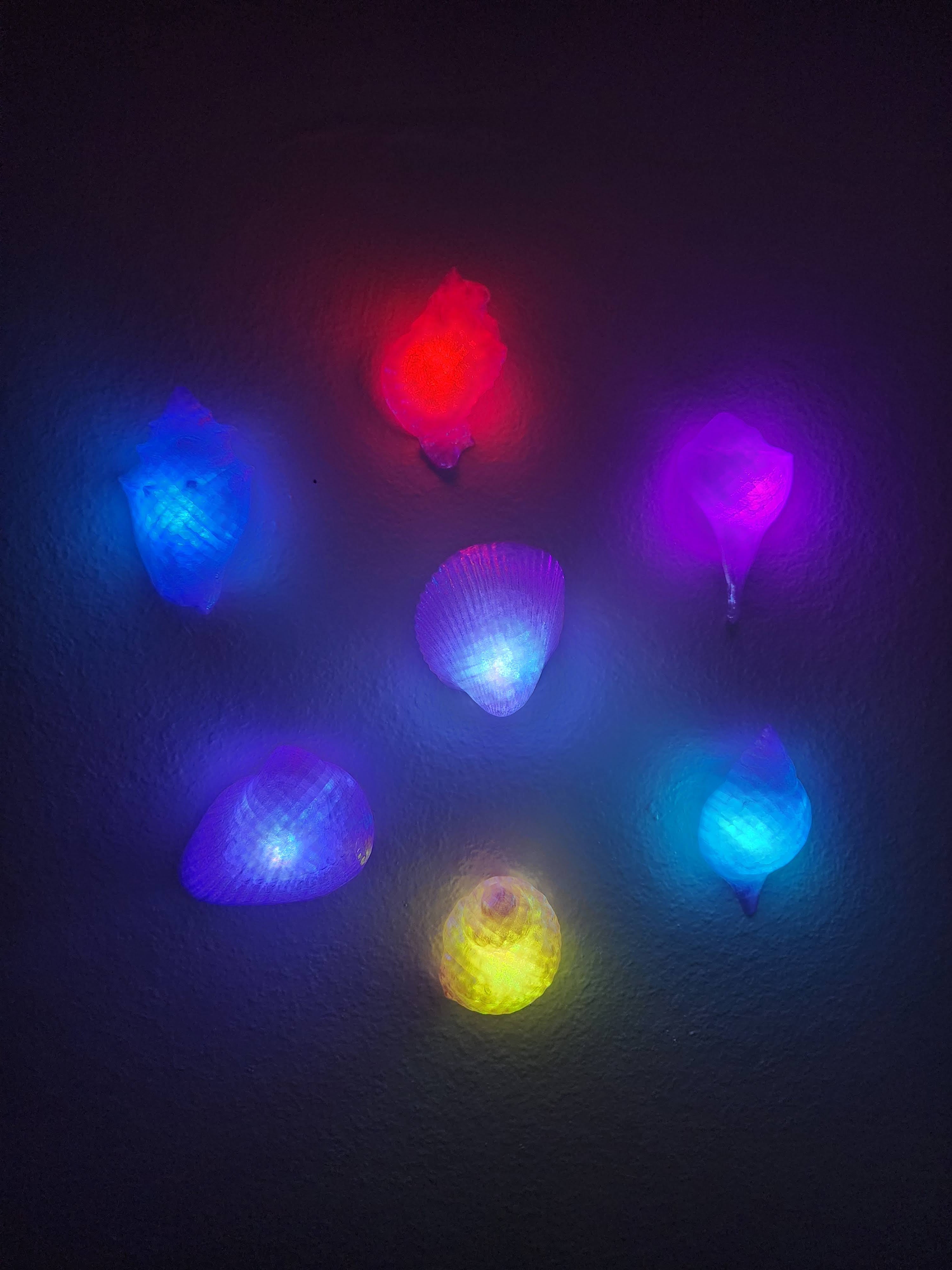 Shell Lights