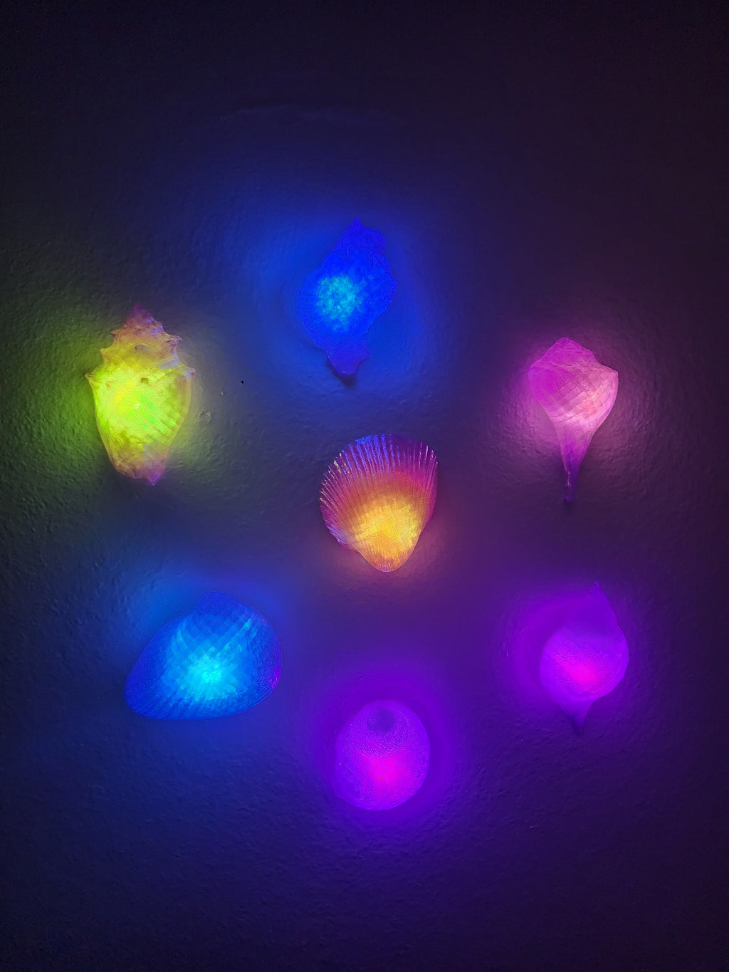 Shell Lights