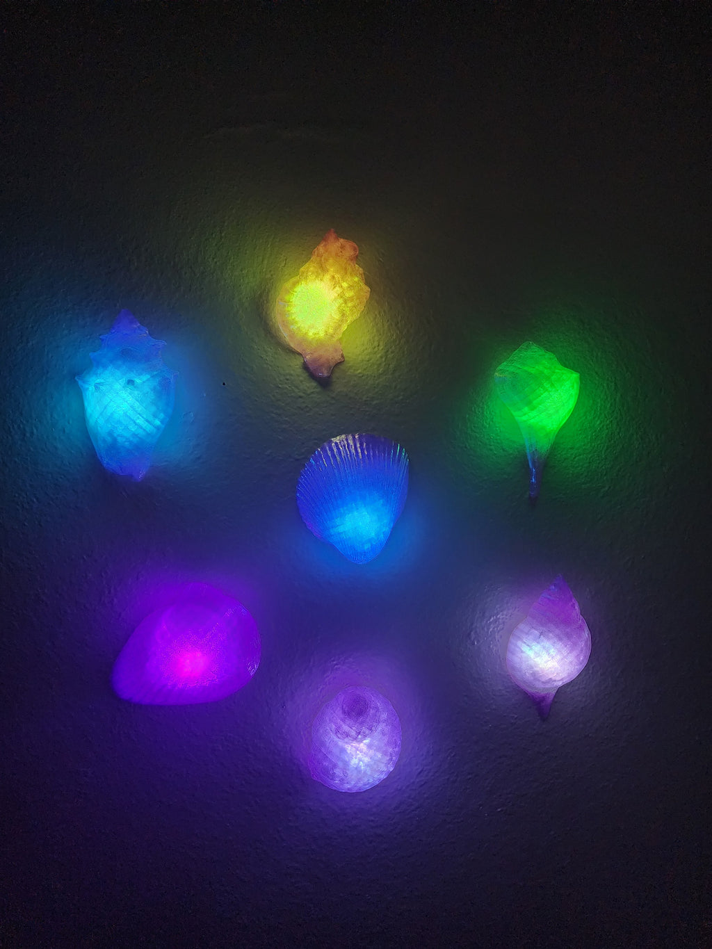 Shell Lights