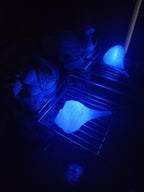 Shell Lights