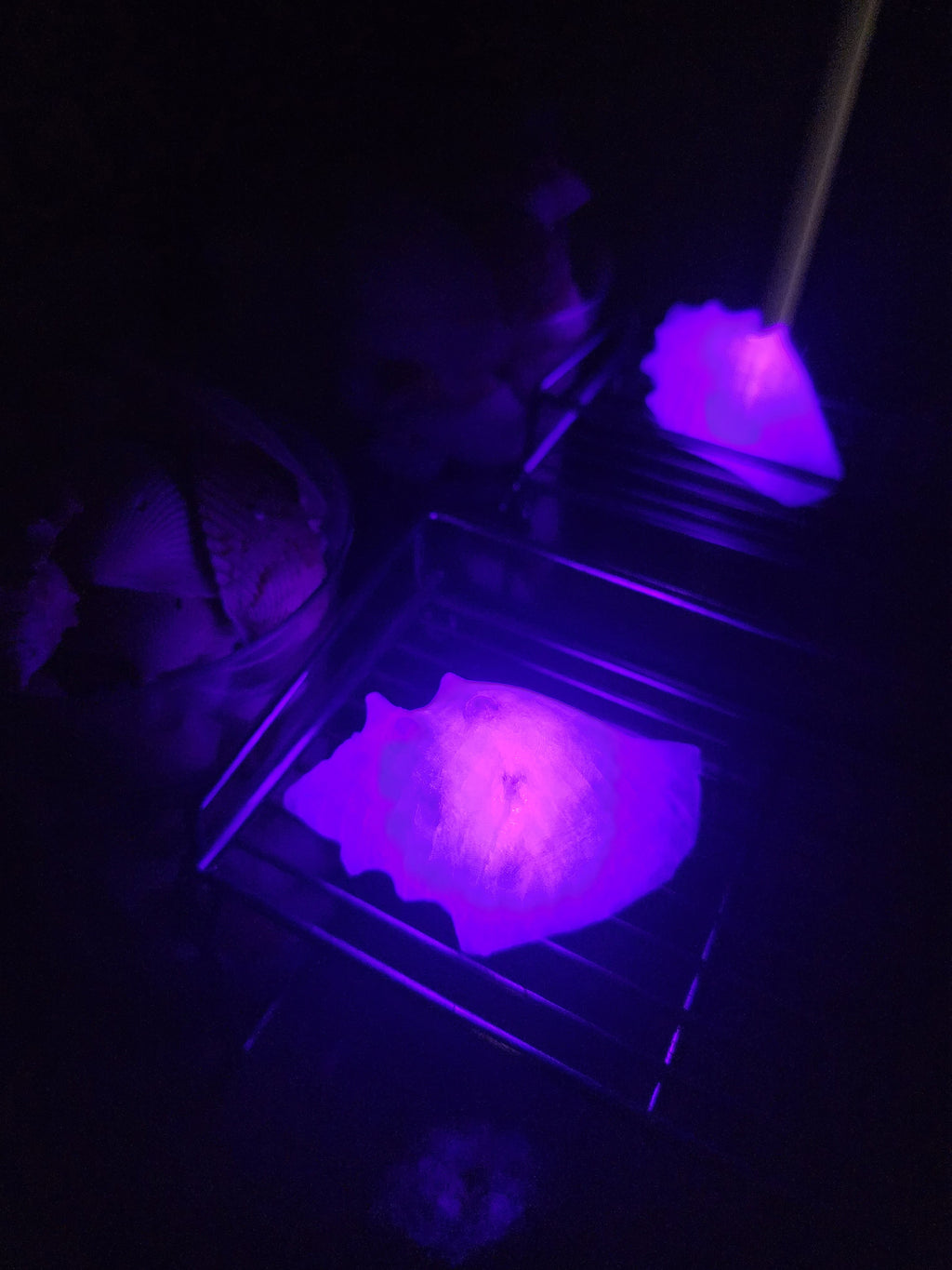 Shell Lights