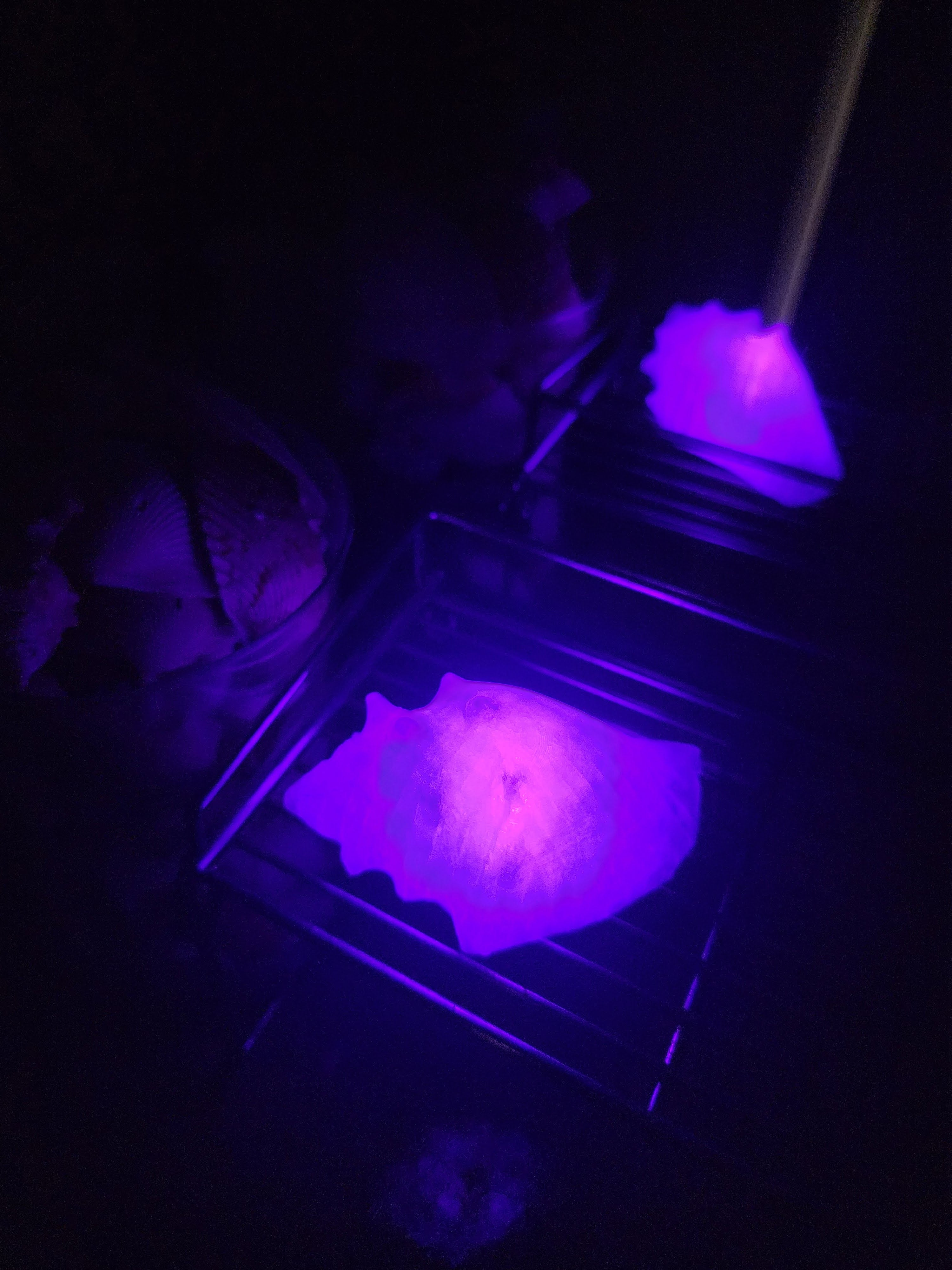 Shell Lights