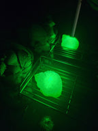 Shell Lights