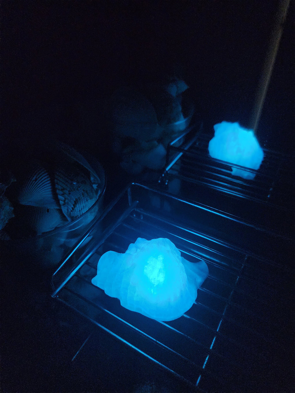 Shell Lights