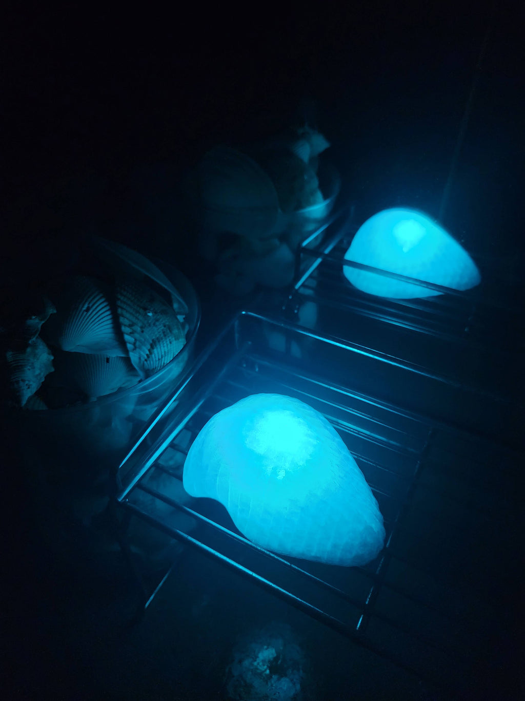 Shell Lights
