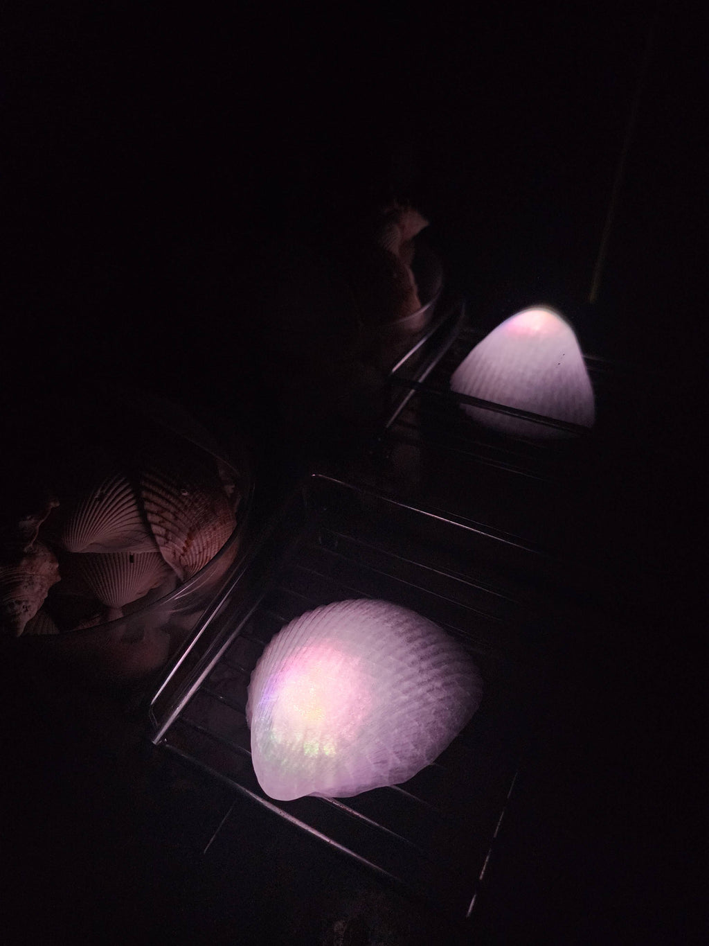 Shell Lights