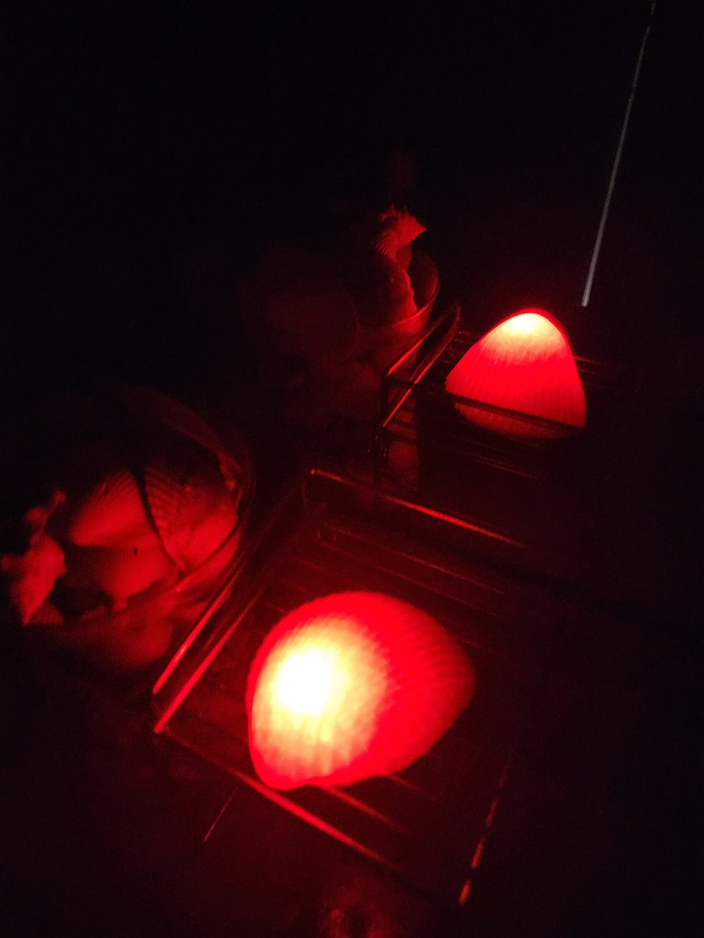 Shell Lights
