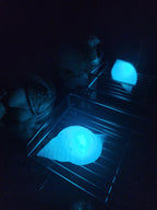 Shell Lights