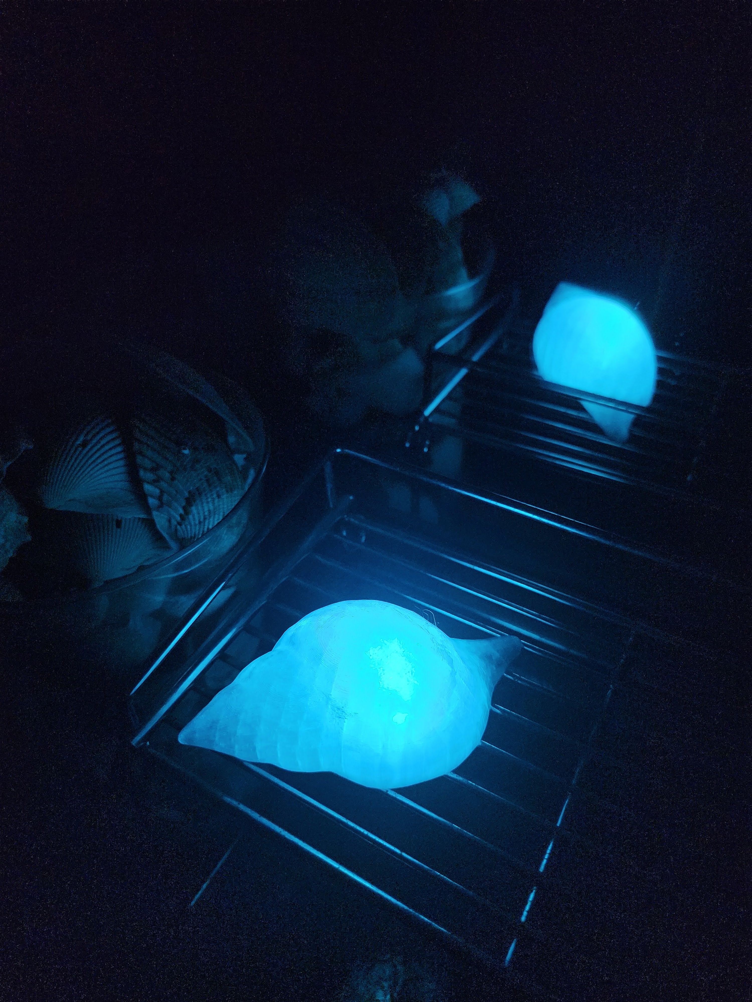 Shell Lights