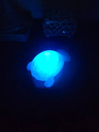 Pet Lights