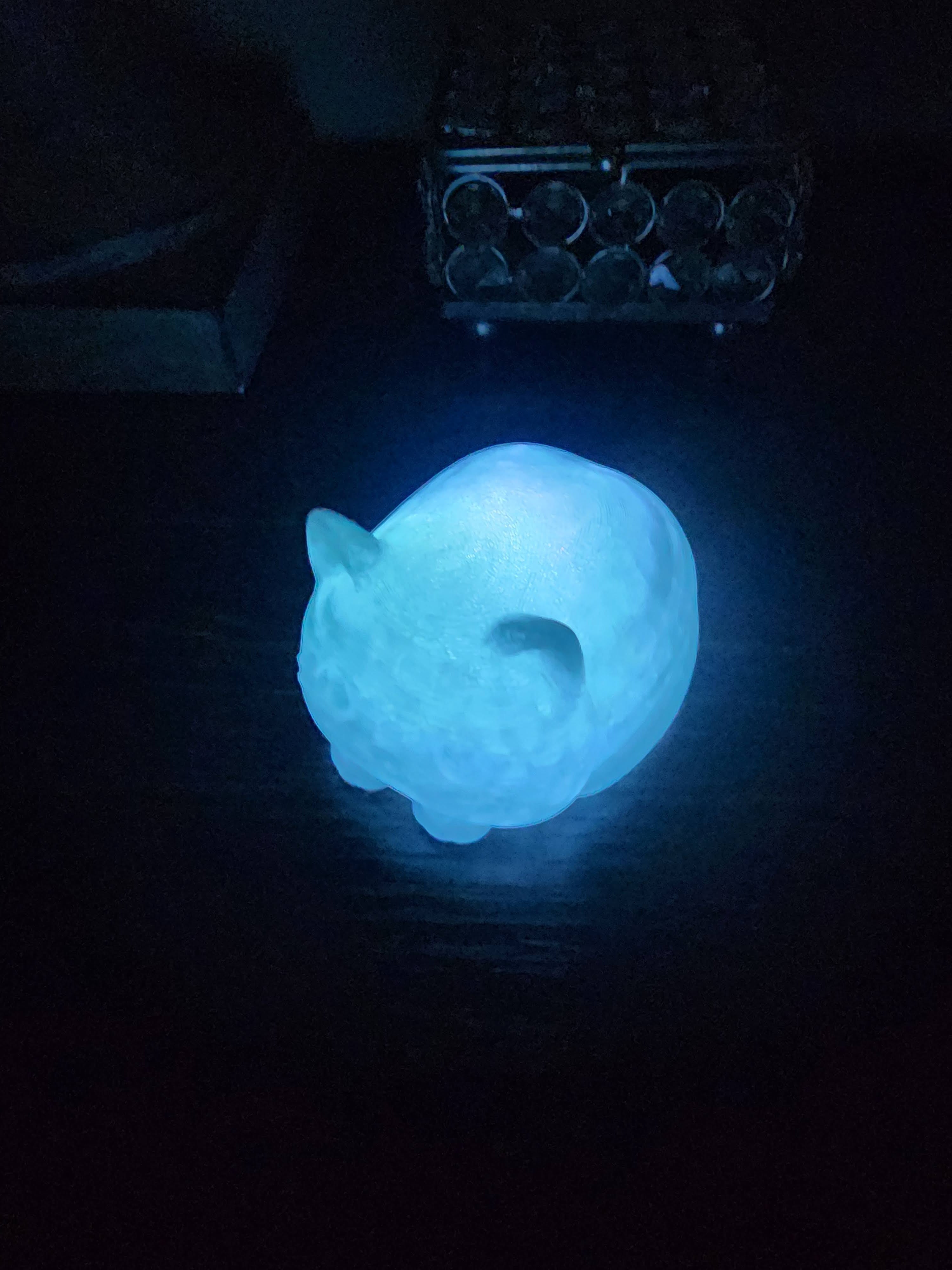Pet Lights