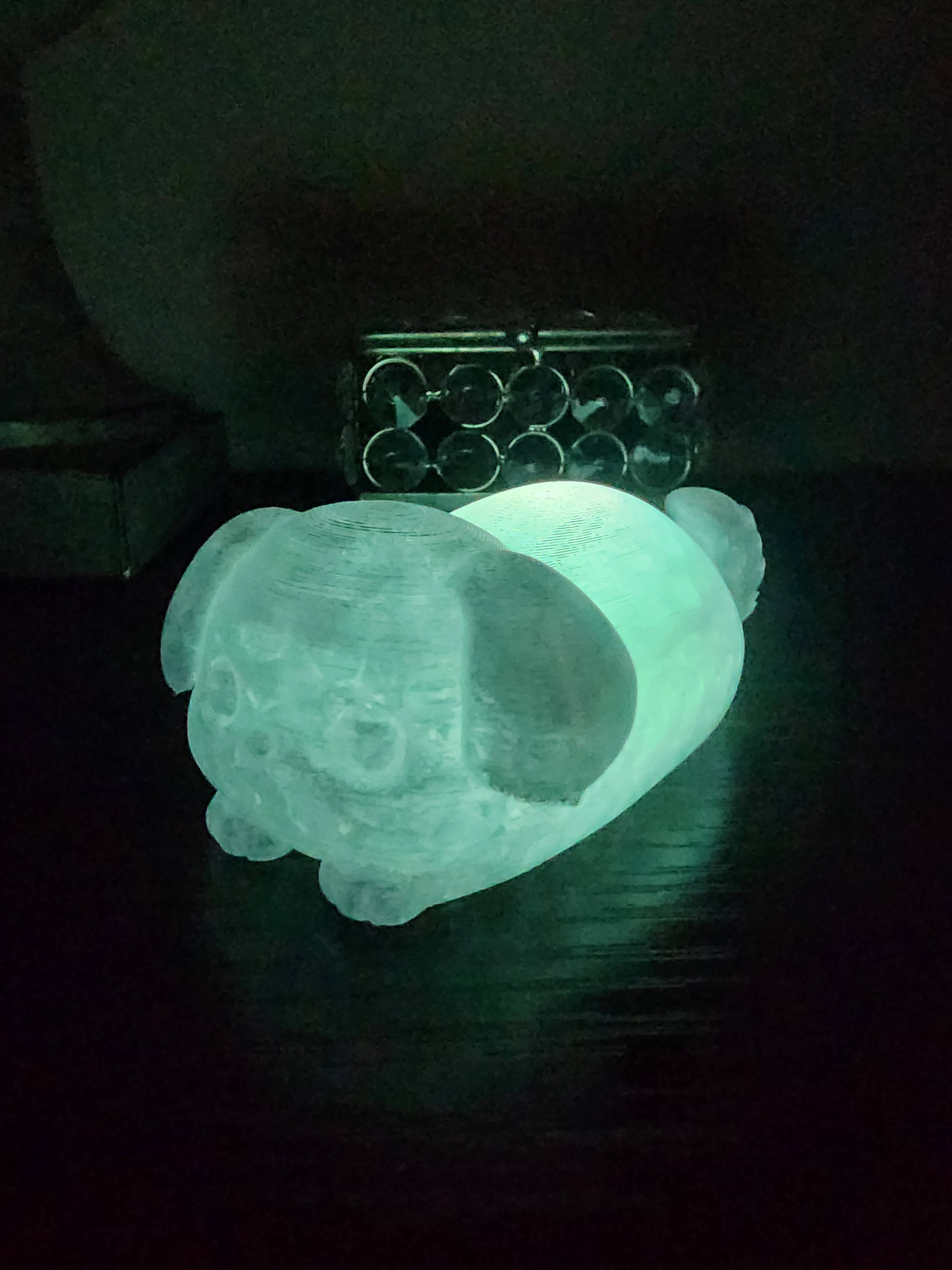 Pet Lights