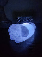 Pet Lights
