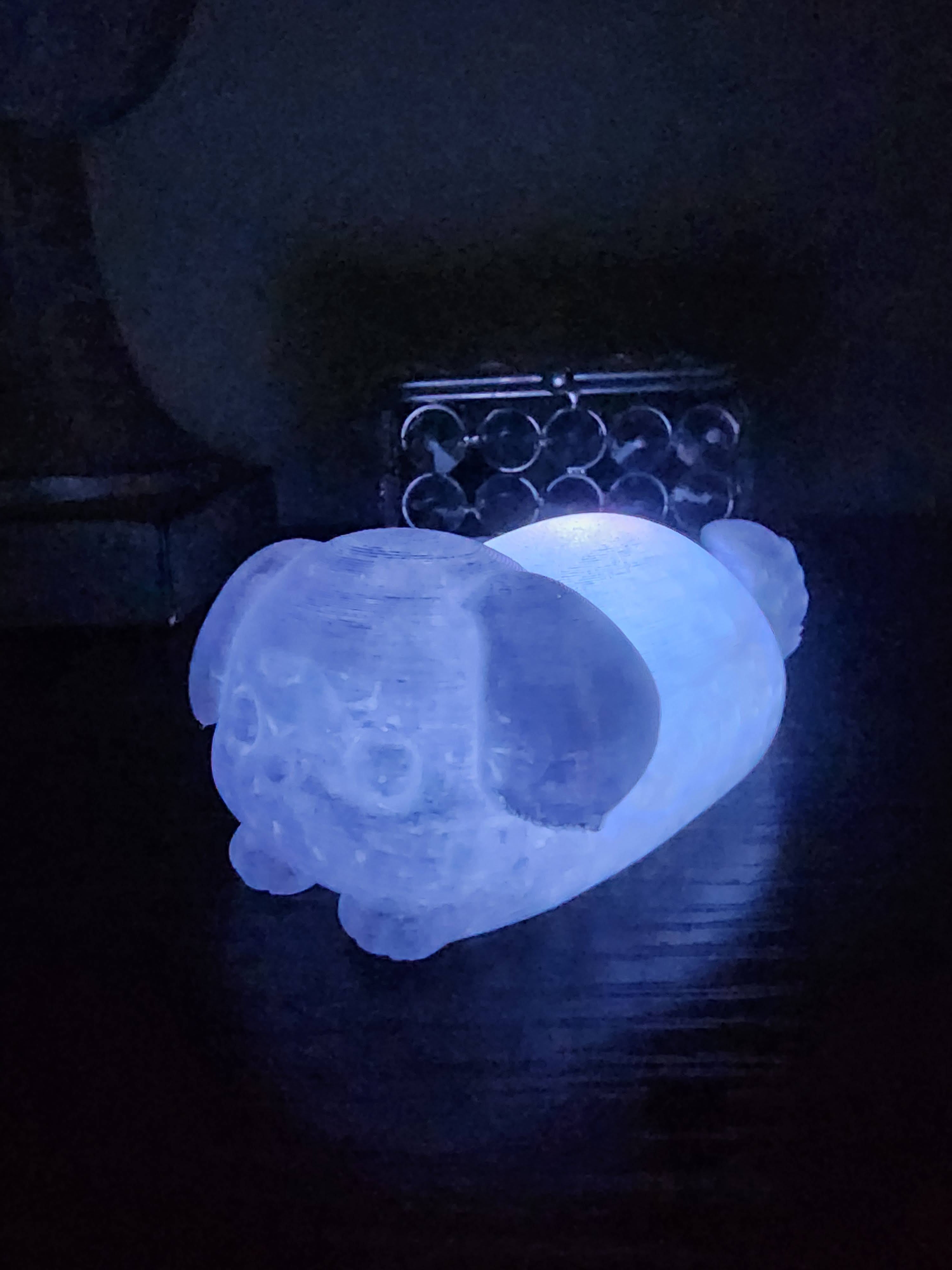 Pet Lights