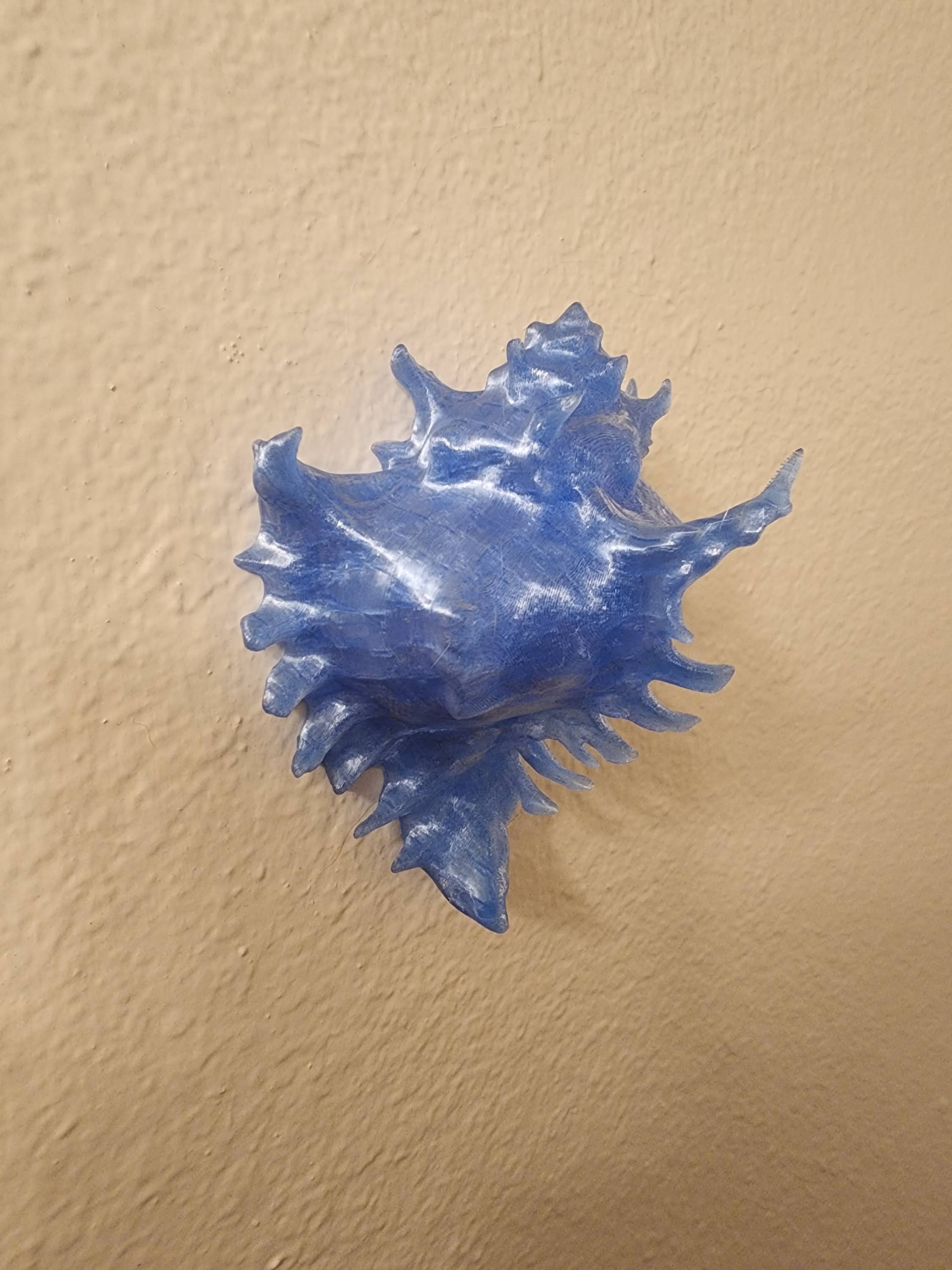 Shell Lights