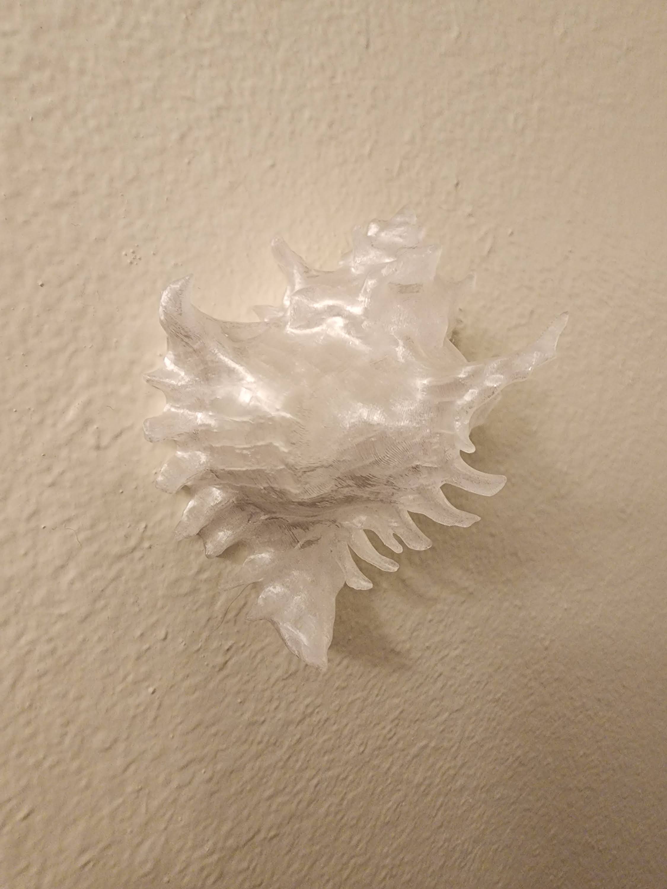 Shell Lights