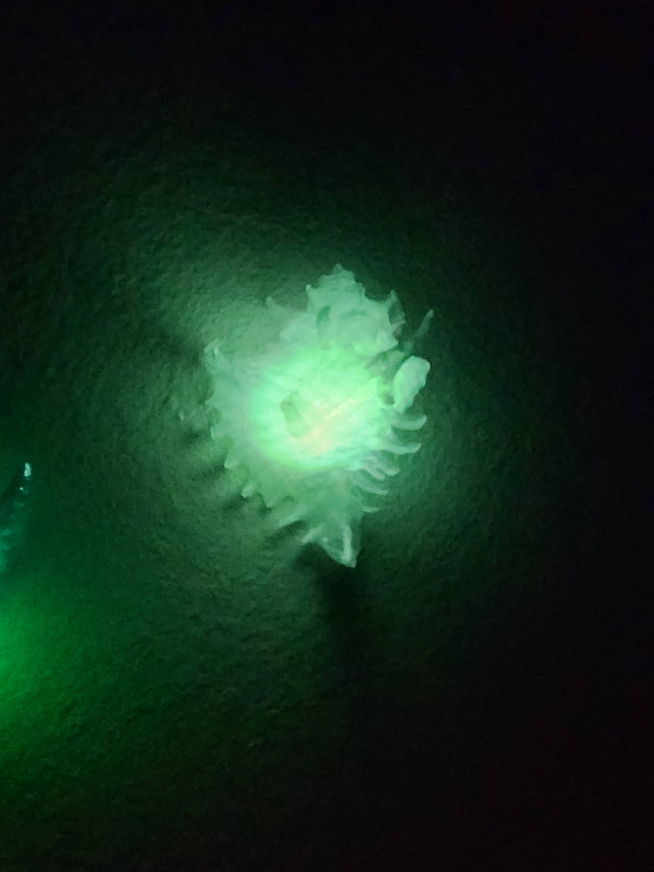 Shell Lights