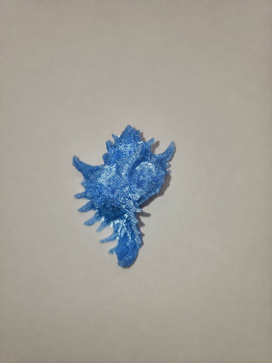 Shell Magnet