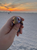 PetLinks Baby — Manatee