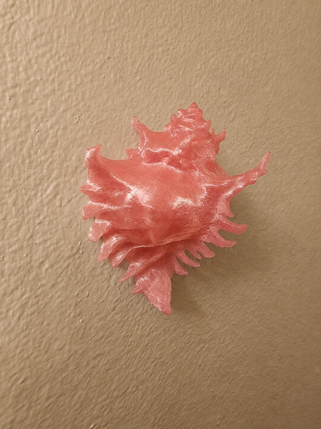 Shell Lights