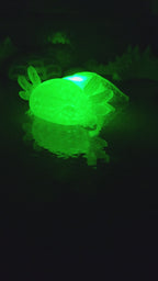 Pet Lights